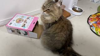 おもちゃよりも箱が気になる癒しの猫