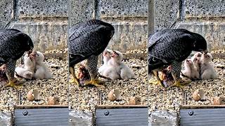 367 Collins Falcons~ 💕What a great feeding by Mum! Dad stays  short with the chicks~12:09 2026/10/05