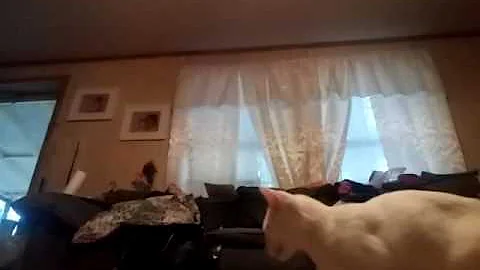 Bottle flip challenge