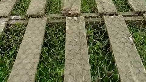How to Keep Green Grass in Your Chicken Run