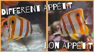 Copperband Butterfly Fish Updates  Chelmon Rostratus  Plus Brine Shrimp Update #redsea #redseamax