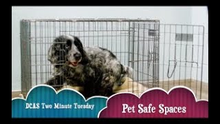 Pet Safe Spaces: A Two Minute Tuesday Presented by DuPage County Animal Services