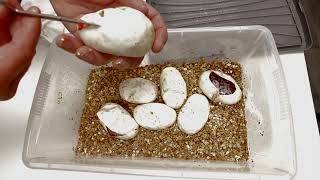 Confusion Clown Clutch... with GTA Balls Wealth