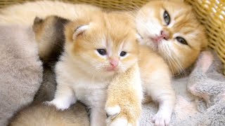 Beautiful kittens in mother cat's hands 💖