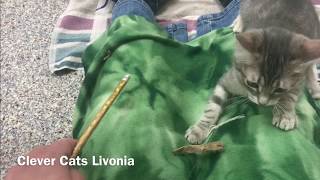 How to Tire Out Your Cat:  Mental Exercise by Clever Cats Livonia 386 views 5 years ago 1 minute