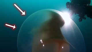 U Vodama Norveške Otkriveni Organizmi Van Ovog Sveta