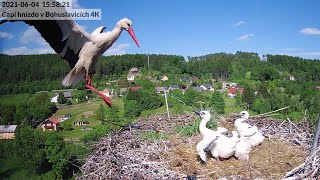 Čápata poprvé sama na hnízdě + donáška vody Bohunkou | hnízdo Bohuslavice u Trutnova