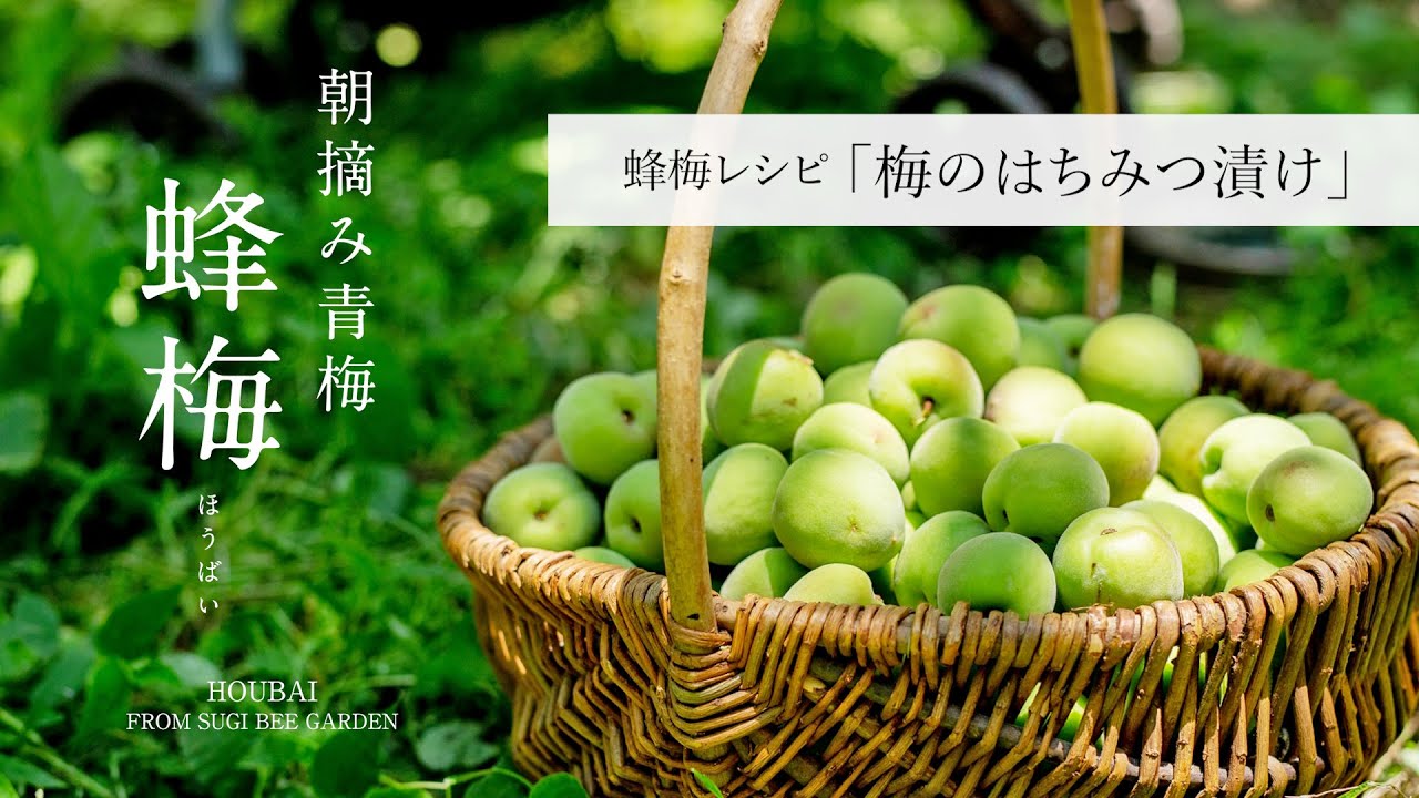 朝摘み青梅 蜂梅 ほうばい で作る 梅のはちみつ漬け Youtube