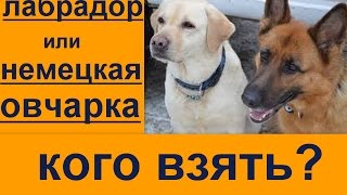 лабрадор или немецкая овчарка кого взять лабрадор или немецкая овчарка кого взять