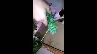 413 grow bosses  the harvest