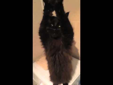 The belly dancing cat