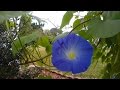 Time Lapse   Morning Glory wakes up