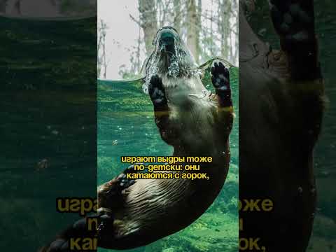 #funny #cute #необычныефакты #животные #хочуфакты #планета #странныефакты #факты