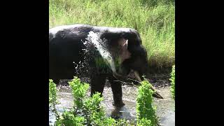 A Huge Tusk Elephant In The Jungle | ジャングルの中の巨大な牙を持つゾウ | Tusker | Animals | Wildlife #Shorts