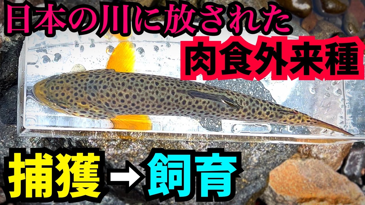 川に放たれた大型外来魚を捕獲して飼育したい！