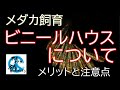 メダカ飼育でビニールハウスを検討している方へ　メリットと注意点　めだか温室