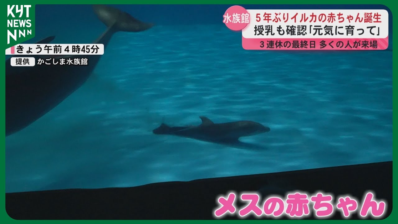 Baby dolphin born for the first time in 5 years: 