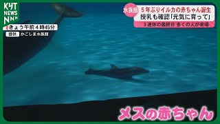 Baby dolphin born for the first time in 5 years: 