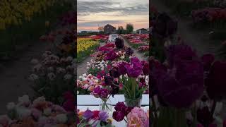 Təbiət Videoları2