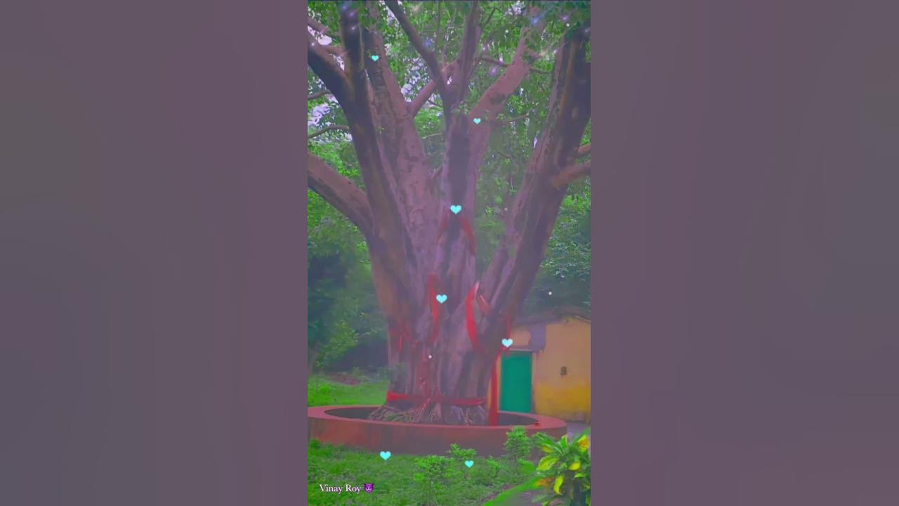 holi 2025 bhojpuri hd video