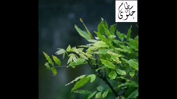 وَاتَّقُوا يَوْمًا تُرْجَعُونَ فِيهِ إِلَى اللَّهِ آيات مؤثرة من سورة البقرة القارئ سطام محمدبن جلوي
