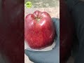 Unique Technique To Grow Apple Trees From Apple 🍏🍎With A Glass Of Filled Rice Washing Water #shorts