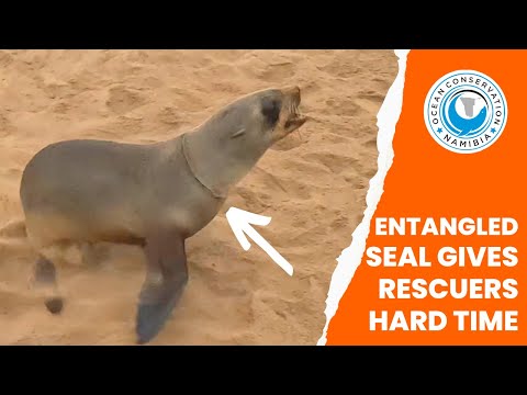 Entangled Seal Gives