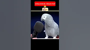 الببغاء ده هيدهشك مش هتصدق بيعمل إيه 