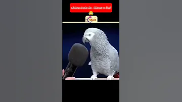 الببغاء ده هيدهشك مش هتصدق بيعمل إيه 