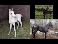 Дерский кулун тууду Барондун иниси 🐴