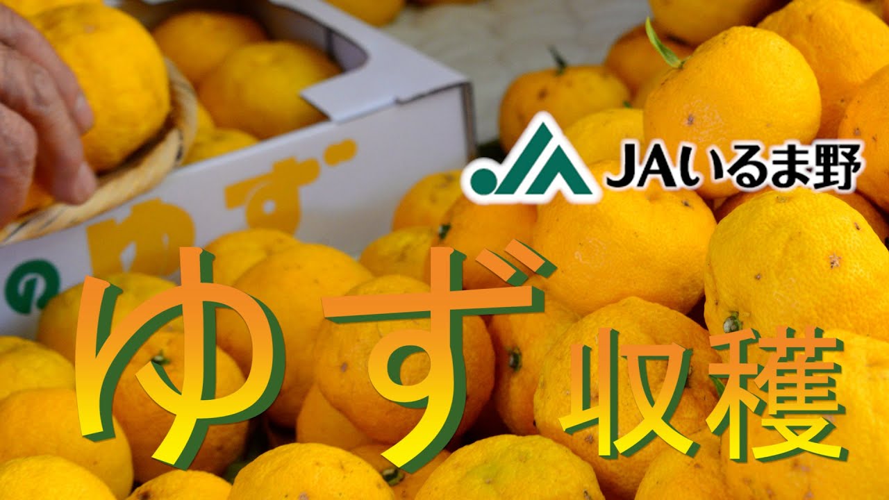 Jaいるま野 ゆず収穫 Youtube Jaいるま野 ゆず収穫 Youtube