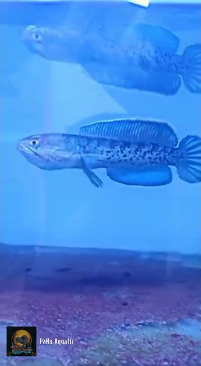 Stewarti Gondrong Flaring ||PaNs Aquatic