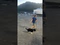 #puppy run at marina