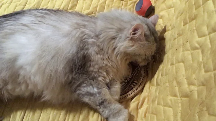 Video 10739161: siberian cat purring, siberian cats love, cat purring loudly