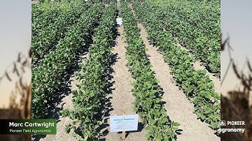 Controlling Difficult Weeds with the Enlist™ Weed Control System