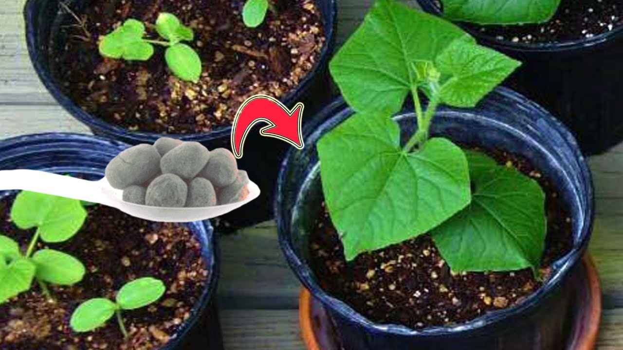 Growing Cucumber Melon Plant & Frugal Gardening Ideas – Mother Earth News