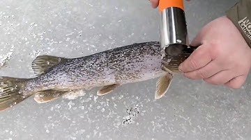 Wireless Electric Fish Skin Scale Brush Scraping Remover Peeler Machine