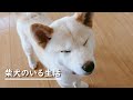 柴犬の子犬を迎え新しく生活をスタートさせた家族の物語【柴犬ノンくんの自己紹介】
