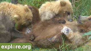 Supermom GRAZER nurses her Cubs in between smacking other Male Bears around!