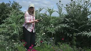 I introduce my July course, how to grow soft fruit, pick artichokes and speeding up to the harvest. screenshot 4