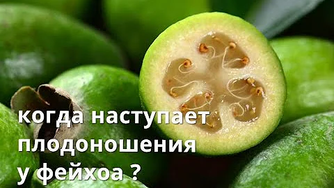 Как вырастить фейхоа дома.
