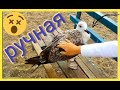 УНИКАЛЬНО-СМЕШНЫЕ КАДРЫ! РУЧНАЯ ЧАЙКА КРУПНЫМ ПЛАНОМ!