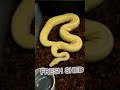 Anothet fresh shed oh this girl is pretty follow gp snakes  httpslinktreegpsnakes reptiles