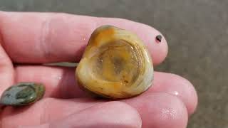 Lake Michigan Beach Rocks And Fossils #thefinders #lakemichigan #fossils