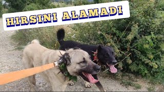 HIRSINI ALAMAYAN BARUT ÖFKESİNİ ZEYTİN DEN ÇIKARDI #kangal #dog #doğa