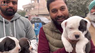 2000 Rs से स्टार्ट होते हैं Dogs 🥸 Punjab की सबसे बड्डी Dog मार्केट में 😎 | SCOOBERS