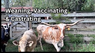 Weaning, Castrations,and Vaccinations Oh My! #castration #vaccination #ranching