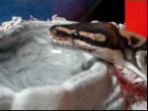 ball python drinking water