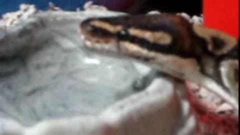 ball python drinking water