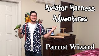 What You Can Do With an Aviator Harness for Your Parrot